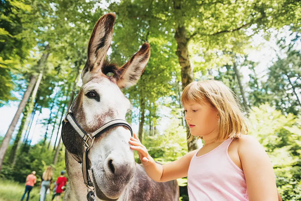Paseos en burro por Álava